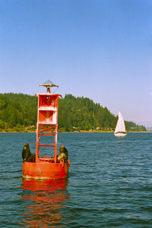 California Sea Lions On Bouy